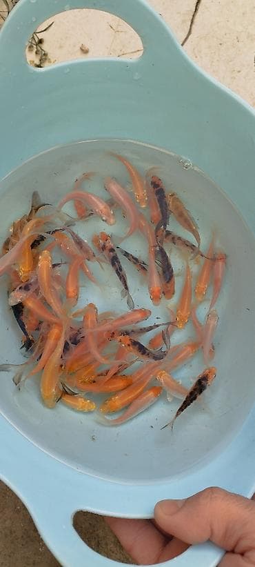 heyvanlar: Koi, Sülhsevər, Ödənişli çatdırılma — 4