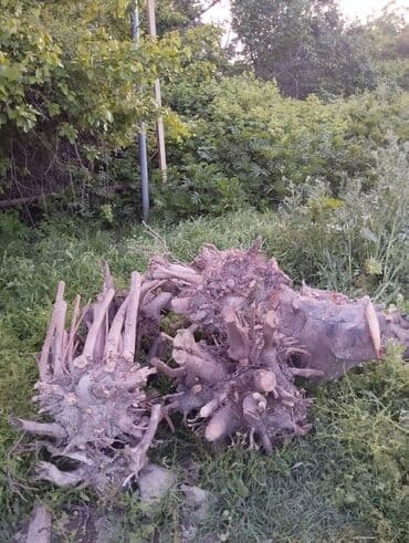 купить пластиковый бак для воды: Gilas fındıq kökləri kömürçün yarıyır — 2