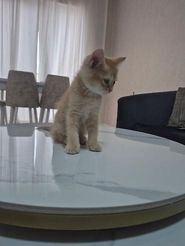 bala itler: Britan — 5