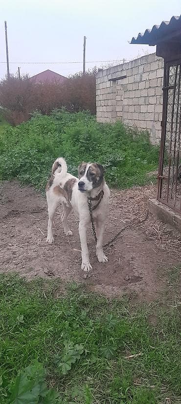 1 il, Erkek, Ödənişli çatdırılma