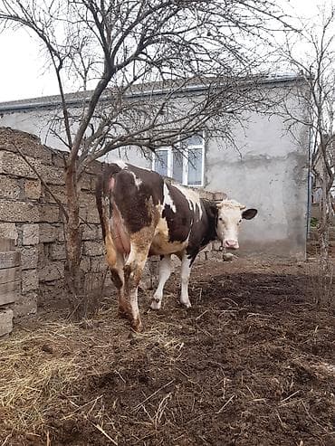 Собаки: Birinci qarin simental erkey balada slmentaldi sudu 15 letirdi bir — 5