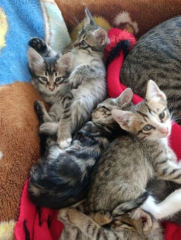 кот в добрые руки: В добрые руки — 8