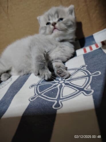 pişik çanta: Boz rəngli balaca pişiklər – yumşaq tüklü, iri qara gözlü, qısa — 9