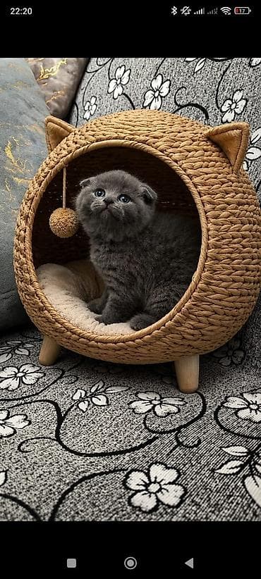 шотландский вислоухий котенок баку: Шотладская вислоухая — 1