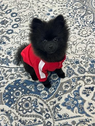 qara avstrolorp: Şpitz — 4