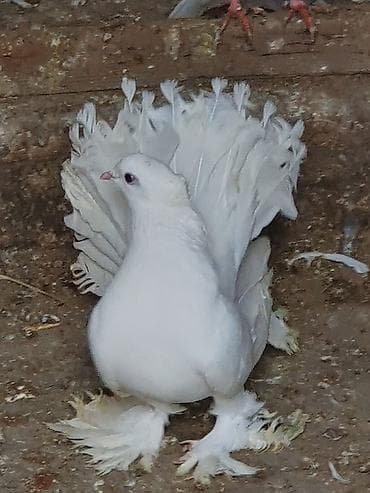 feniks quşu: Məhsul: Bəzəkli göyərçinlər – ağ rəngli, quyruğu yelpikvari Təsvir: - — 7