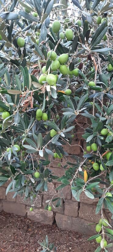 karopka yagi qiymeti: Həyət Zeytunu- 1Kq 2 AZN. Hazır Zeytun Şorabası- 1 Balon 10 AZN — 6