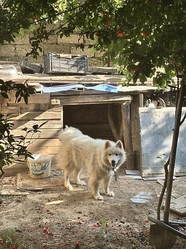 heyvanlar: Samoyed, Peyvəndli — 3