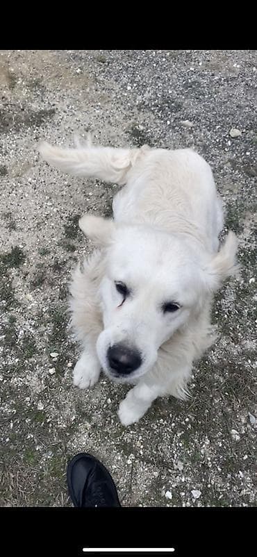 Başqa xidmətlər: Retriver temiz Ev itidir dil kamanda bilir oynamagi sevir remensiz — 8