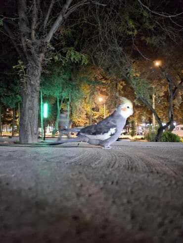 pekines itlerin satisi: Nimfa papuqayı (Cockatiel) – gözəl rəng çaları və xasiyyətli ev quşu — 2
