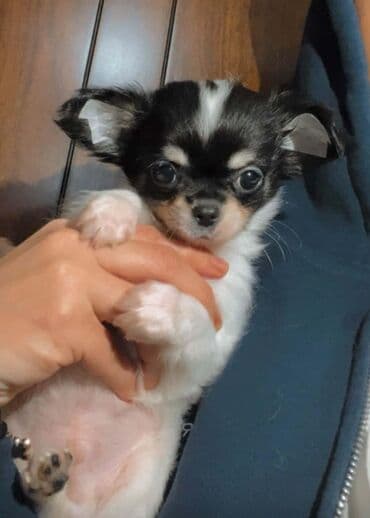 ov itlerinin satisi: Çixuahua, 2 ay, Erkek, Peyvəndli — 8