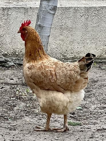 kend toyuqlari: Toyuq, Yumurtalıq — 6