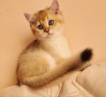 tap az kt heyvanlar: 100 ile 400 arasi cins saf qan saqlam pisiklerimiz var sekilde olmayan — 4