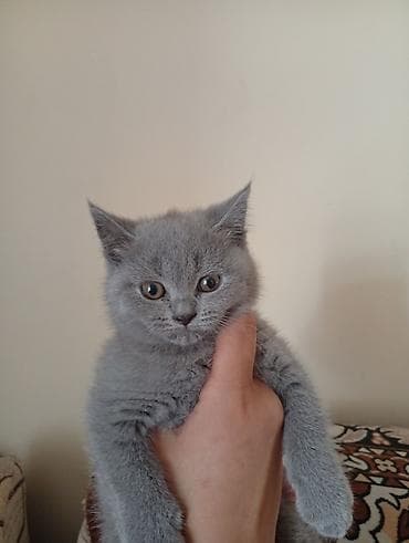 Шотландская