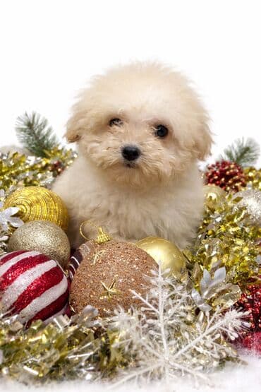 itle: Pudel, 3 ay, Erkek, Peyvəndli, Ünvandan götürmə — 1