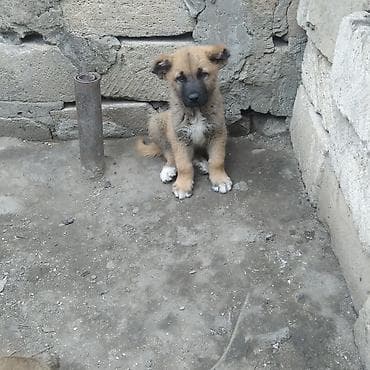 Qafqaz çoban iti, 2 ay, Erkek