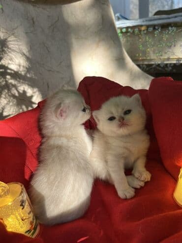 pulsuz it satilir: Britan, Erkək, Dişi — 3