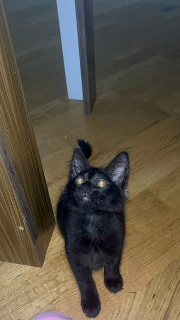 Lüğətlər: Dişi, Yaxşı əllərə — 6