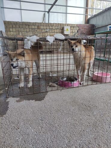 щенки на продажу: Акита-ину, 5 месяцев, Самка — 3