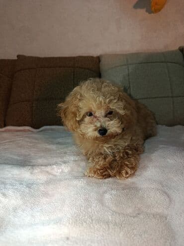 щенок в хорошие руки: Пудель, 3 месяца, Самка, С прививками, Самовывоз — 5