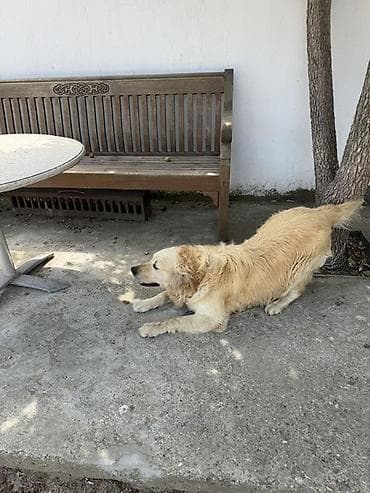 heyvan barınağı: Retriever — 4