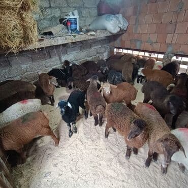 K/t heyvanları üçün mallar: Superin superi quzularımiz gəlib kom 235 den deyirik danışmaq olar — 2