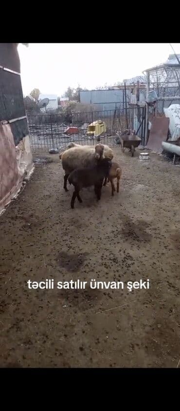 dovşan satışı: Təcili satılır — ünvan Şəki. Məhsul: Qoyun balalı - Ana qoyun və — 1