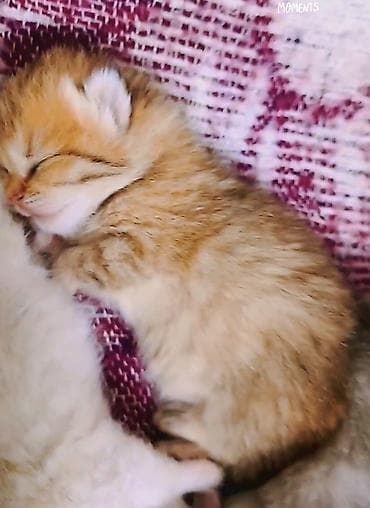 heyvanlar: Şinşilla, Erkək, Cütləşmə üçün — 9