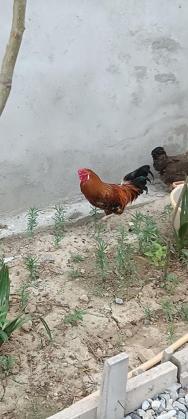 xoruz satışı: Satılır: Xoruz - Rəng: yanıq-sarı/qırmızı bədən, qara-yaşıl parıltılı — 2