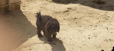 dişi: Pudel, 1 il — 4