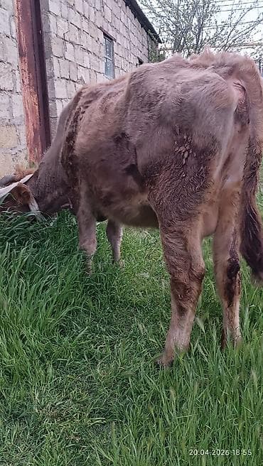 inəklər: Simental tipli dişi inək - Rəng: açıq-qəhvəyi və ağ ləkəli - Sağım — 3