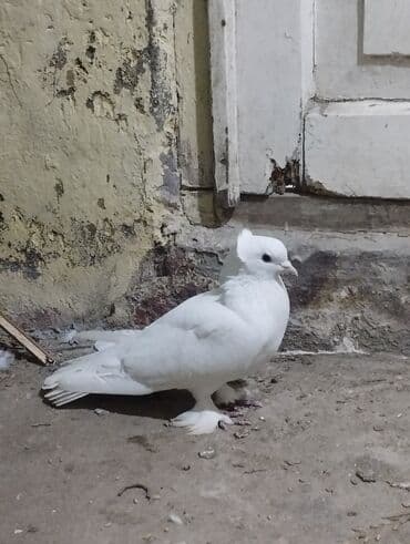 Akkumulyatorlar: Tam saglam erkeydi. Kesik tutulib quw goz qabagundadi. 17 tukdu — 1