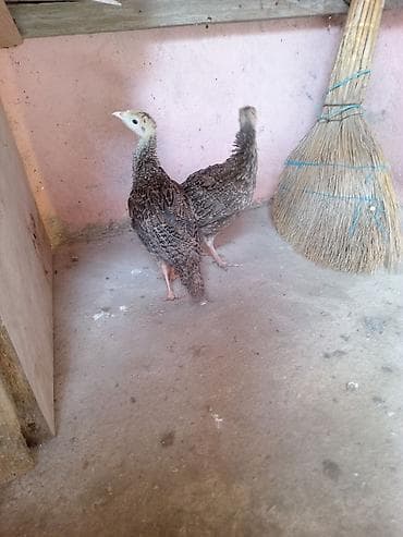 Salam hərkəsə boş bekar insanlar narahat elemesun ki şəkilin at