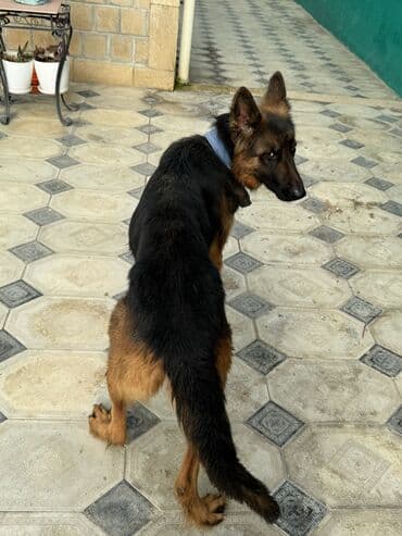 iti qovan: Alman çoban iti, 1 il, Dişi, Peyvəndli — 4