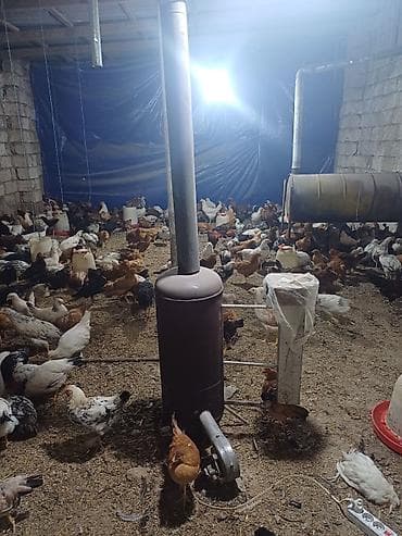 İnkubatorlar: Quşçuluq təsərrüfatı üçün hazır obyekt Hazir biznes kimi — 10