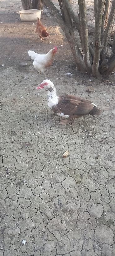 erkek: Qiymət 3nə aiddir, fındıqı. zümrüdü. macar ərkəylər aktiv və ağır — 5