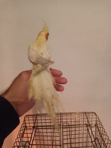 большая клетка для попугая: Karella erkek — 1