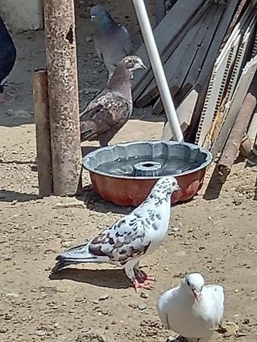 Göyərçinlər: Salam tutulmalardı stoykalı yorğun gələn heyvanlardı ağ maya çil maya — 2