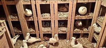 quş adları: Tecli satlir qimzi sari nislar riyal alclar buyursun optvoy satlir tek — 4