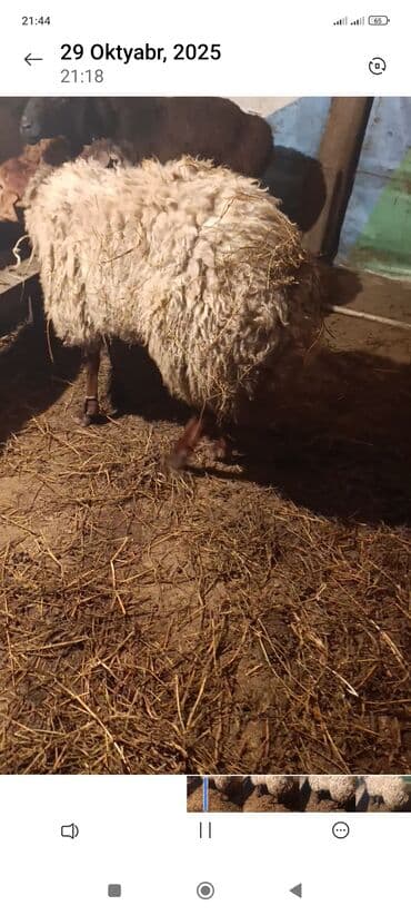 dovşan satışı: Qoç satlir — 3