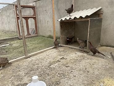 danşan quş: 1 xoruz qafqaz 1 illik 2 fərə qafqaz 8 aylıq 2 fərə rumin 8 aylıq 1 — 1