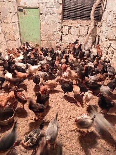 cuce satan: Çoxlu sayda müxtəlif rəngli və cinsli cücələr satılır. Bu cücələr — 2
