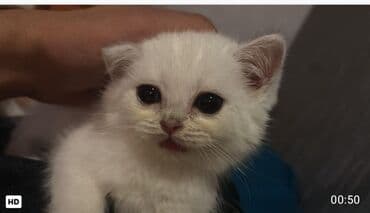 baku pişik satis: Şotland, Dişi, Yaxşı əllərə, Ünvandan götürmə — 3