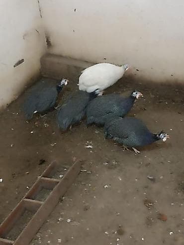 Firəng quslarıdı 4 fərədi 1 xoruz hamsın alana qiymətdə razılasmağ lalafo.az -da Firəng quslarıdı 4 fərədi 1 xoruz hamsın alana qiymətdə razılasmağ