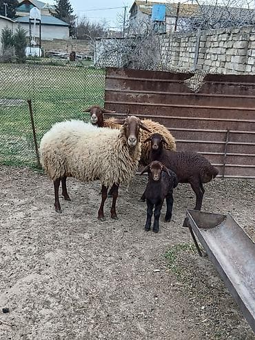Qazlar: Salam 2 dene Ana baladi. Qirmizi qoyun 1 ci qarnidi disi balaynan .Ag — 2