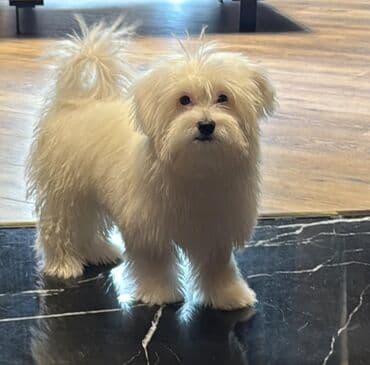 где можно купить собаку мальтипу: Мальтийская болонка, 7 месяцев, Самец, С прививками, Бесплатная доставка — 2