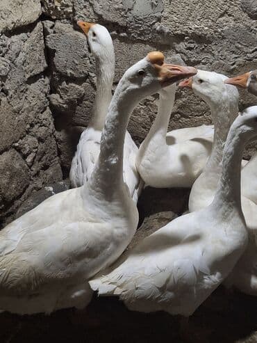 2 ayliq cuceler: Erkək, Ətlik, Ünvandan götürmə — 8