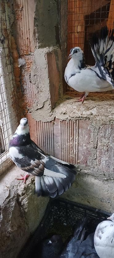 Salam saglamdilar iki pavlindi qiymet ikisine aitdi biri mayadi