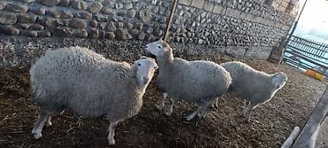 qoyun quyrugu: Boğaz toğlular biri yelinləyib. Göyçay rayon Cəyirli kəndindədi — 1