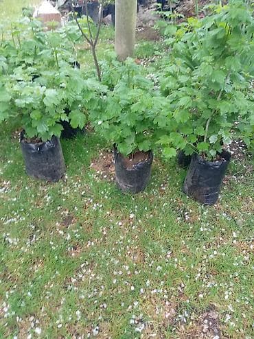 Məhsul: Viburnum opulus (Qar topu/“snejok”) kol tingləri – torf